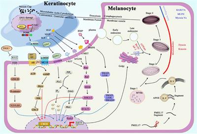 Inflammatory response: The target for treating hyperpigmentation during the repair of a burn wound
